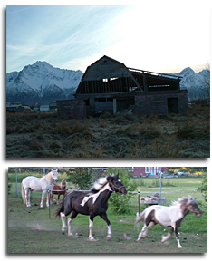 Alaska Homestead