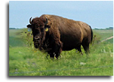 Palmer Nebraska Buffalo