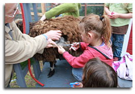 sheep shearing