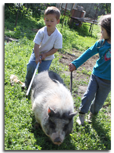 walking a pig