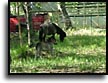 Alaska Pony riding