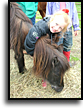 Miniature Horse